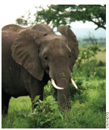 Chinese nationals, but not necessarily the Chinese government, are also responsible for fuelling a spike in poaching elephants for their tusks and rhinoceroses for their horns.