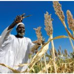 A farmer in Nyala, Sudan, harvests sorghum produced from seeds donated by the Food and Agriculture Organization.