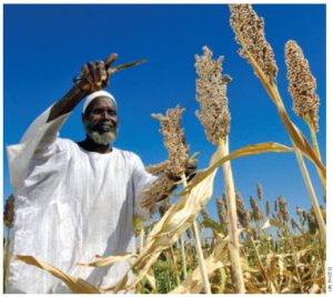 A farmer in Nyala, Sudan, harvests sorghum produced from seeds donated by the Food and Agriculture Organization.