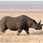 The rare purse-lipped black rhinoceros (which is actually grey in colour) has already been killed in West Africa. Between it and the wide-lipped white rhinoceros, 1,000 are being slaughtered by poachers each year. Only 25,000 remain.