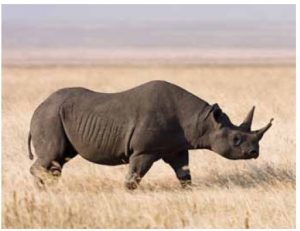 The rare purse-lipped black rhinoceros (which is actually grey in colour) has already been killed in West Africa. Between it and the wide-lipped white rhinoceros, 1,000 are being slaughtered by poachers each year. Only 25,000 remain.