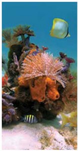 Martinique offers some of the best scuba diving in the Caribbean Sea. 