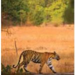 Kanha National Park’s forests are home to diverse natural life, including tigers.