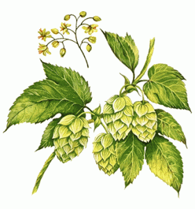 hops-info