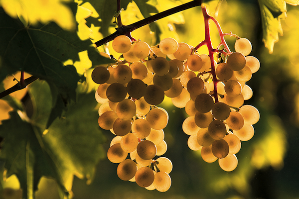 Viognier Grapes Growing at Vineyard at Puddicombe Farms, Niagara Peninsula, Ontario, Canada.
