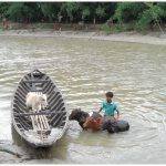 A young man moves his animals across a swollen river during a flood in West Bengal, 2011.