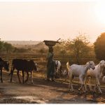 In Maharashtra, India’s second most populous state, 64 percent of the population makes its living from livestock and agriculture.