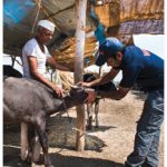 Dr. Akash Maheshwar examines a dehydrated water buffalo calf at a cattle camp set up by the Maharashtra government.