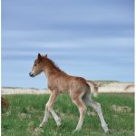A foal (perhaps a day old) totters on its gangly legs in the sedges of Sable Island