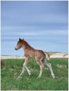 A foal  (perhaps a day old) totters on its gangly legs in the sedges of Sable Island