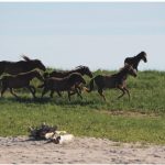 A band of wild horses gallops along the grass- covered dunes of West Spit.
