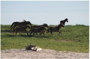 A band of wild horses gallops along the grass- covered dunes of West Spit.