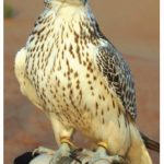 Falcons were frequently used for hunting in the UAE.