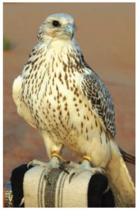 Falcons were frequently used for hunting in the UAE. 