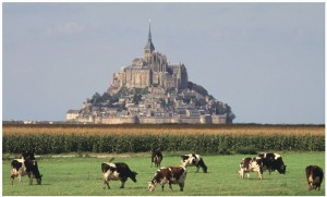 A field of cows in front of the Abbey of Mont-Saint-Michel. 