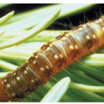 The western spruce budworm has long been a threat to the forests of B.C, Alberta and the Western United States.