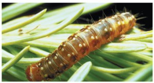 The western spruce budworm has long been a threat to the forests of B.C, Alberta and the Western United States. 