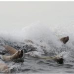 The ocean water is unbroken for kilometres, except for a very small reef that serves as a playground for sea lions who line up to wait for a wave to ride.