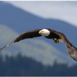 Bald eagles abound along the Vancouver Island coast, especially during salmon-spawning season.