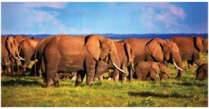 In Kenya’s national parks, elephants can be seen everywhere. (Photo: Joey Makalintal)