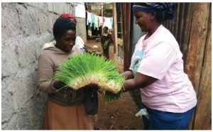 Kenyan LishaBora employee Ester Hanna, right, shows the company's hydroponically grown cattle feed to a prospective customer. (Photo: Engineers Without Borders)