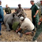 An anesthetized female rhino is geo-tagged and ear-notched, while biological measurements are taken, as part of efforts to fight rhinoceros poaching.