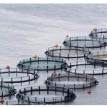 Aquaculture can ensure access to quality food by a growing share of humanity, but its environmental effects earn it harsh criticism. (Photo: © Stefanos Kyriazis | Dreamstime.com)