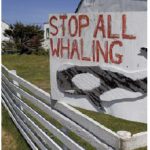 Several whale species remain endangered, despite a 1986 commercial moratorium. (Photo: © Mikelane45 | Dreamstime.com)