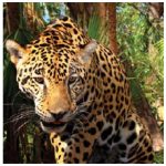 Costa Rica protects six per cent of the globe's biodiversity that inhabits the country, including the jaguar. (Photo: Bjørn Christian Tørrissen)