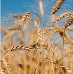 Wheat is a major Iraqi import from Canada. (Photo: Markus Hagenlocher)