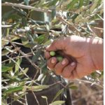 Olives are a major Palestinian export. (Photo: © Rrodrickbeiler | Dreamstime.com)