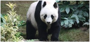 The giant panda has been taken off the endangered species list by the International Union for Conservation of Nature thanks to successful breeding and conservation efforts under way since the mid-1980s. They do, however, remain "vulnerable." (Photo: J. Patrick Fischer)