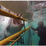 Cage-diving to view sharks became a commercial endeavour in the early 1990s and is especially popular in South Africa. (Photo: Lukas Fourie)