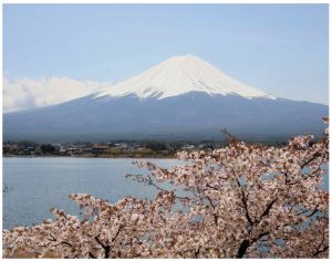 Enjoying cherry blossoms is a springtime rite of passage in Japan; they are shown against the country's iconic Mount Fuji. (Photo: ©Akira Okada©JNTO)