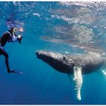 From January through April, the world's largest gathering of humpback whales takes place in waters of the Dominican Republic's 775-square-kilometre Silver Bank. Here, photographer Mike Beedell takes a photo of a curious whale. (Photo: Mike Beedell)