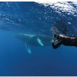 Writer Donna Jacobs photographs a whale surfacing for a breath. These are the most-prized times for the snorkellers — a chance to be very close to the whales who sometimes sociably approach. (Photo: Mike Beedell)