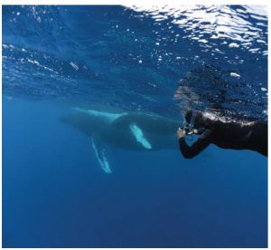 Writer Donna Jacobs photographs a whale surfacing for a breath. These are the most-prized times for the snorkellers —  a chance to be very close to the whales who sometimes sociably approach. (Photo: Mike Beedell)