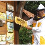 A beekeeper examines the honeycombs of a traditional Slovenian painted beehive. (Photo: Aleš Fevžer, 2015)