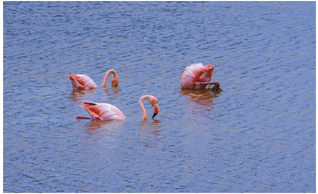 Puerto Villamil, on the Galapagos Islands in Ecuador, boasts beaches that stretch for three kilometres and nearby salt ponds that attract flamingos. (Photo: © Albertoloyo | Dreamstime.com )