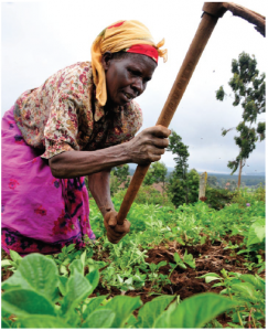 Africa can no longer feed itself. The continent has 65 per cent of the globe's arable land that is available for cultivation, but much of it currently lies fallow. (Photo: Neil Palmer (CIAT))