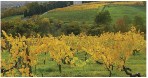 Vines at la Coulée de Serrant winery in France's Loire Valley. (Photo: Coulée de serrant)