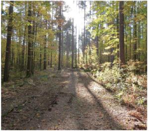 Larose Forest is a magnificent 10,000-hectare treasure about 30 minutes east of Ottawa. 