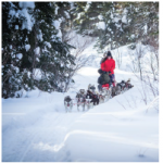 Mont Tremblant isn't just for skiing. You can also go dogsledding nearby. (Photo: @tremblant)