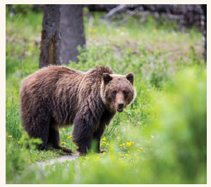 Grizzly bears such as this one can be seen, hopefully from afar, at Jasper National Park. (Photo: Dwayne Reilander)