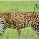To serve an Asian market, leopards are hunted for their claws and teeth while poisoned lions are hunted for their hacked-off faces and paws. (Photo: Srikaanth Sekar)