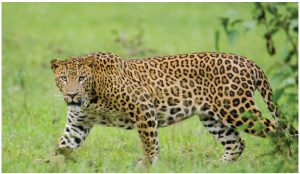 To serve an Asian market, leopards are hunted for their claws and teeth while poisoned lions are hunted for their hacked-off faces and paws. (Photo: Srikaanth Sekar)