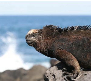 Iguanas are found on the Galapagos Islands — they are one of Ecuador's 350 species of reptiles. (Photo: Ecuador tourism)