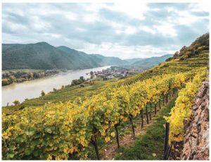 Austrian wines are made using best practices that date back to the time of the Romans. Wine-makers follow traditions to create wines that taste of the country’s distinctive terroir. (Photo: domane WACHAU)