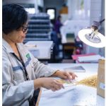 Workers conduct quality control tests over specially produced rice for archiving and distribution at the Philippines-based International Rice Research Institute. (Photo: crop trust)