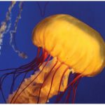 Forbes magazine has assembled a list of places across Canada to visit virtually this summer, one of which is the Vancouver Aquarium, where you can watch a series of terrific underwater-cam videos. The jellyfish alone, all moving in sinuous motion and seen above, are worth a look. (Photo: © Neopixel1101 - Dreamstime.com)